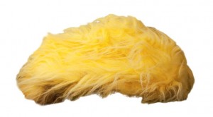 Isolated yellow toupee